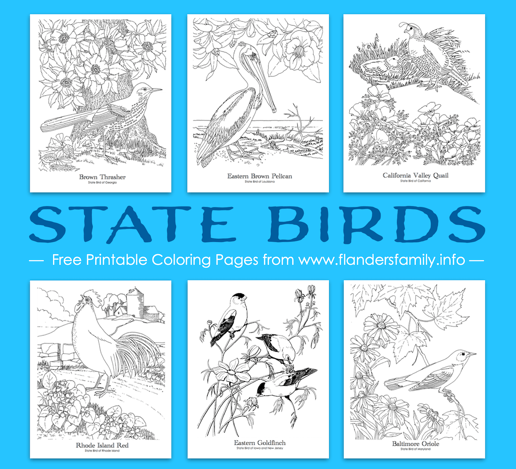 State bird coloring pages free printable