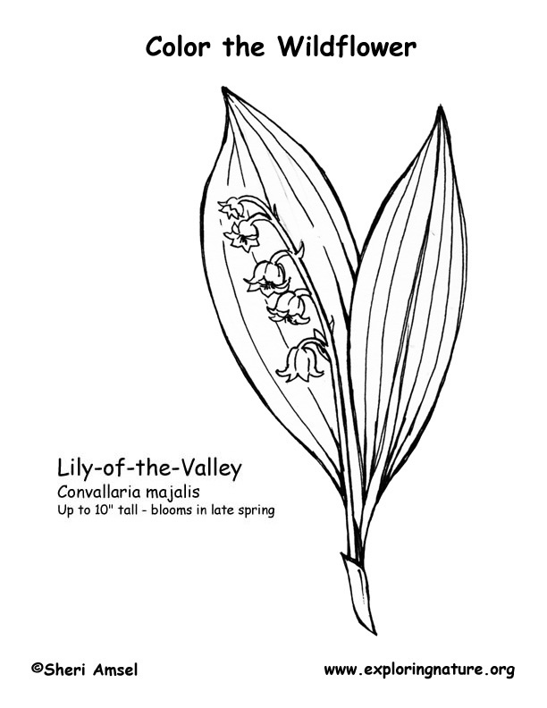 Lily of the valley coloring page