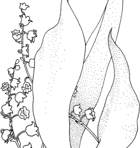 Lily of the valley coloring pages printable for free download