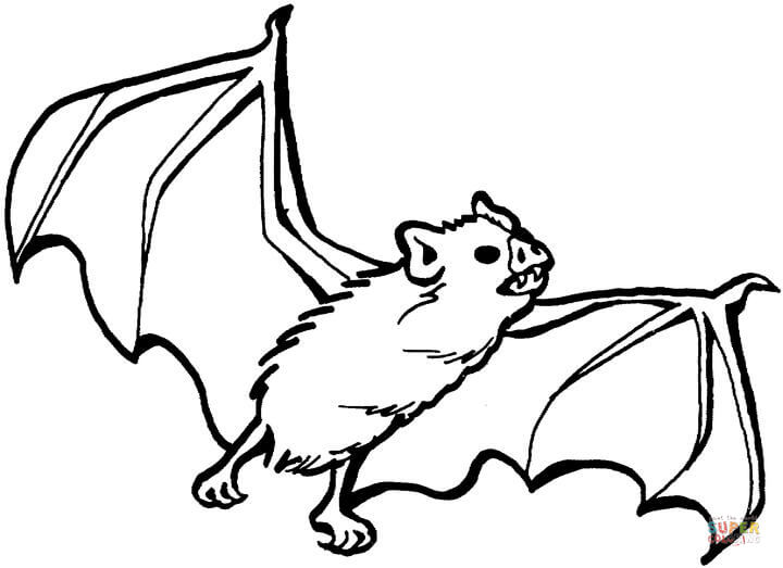 Vampire bat coloring page free printable coloring pages