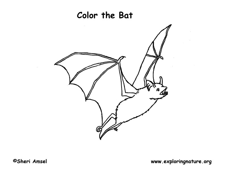 Bat coloring page