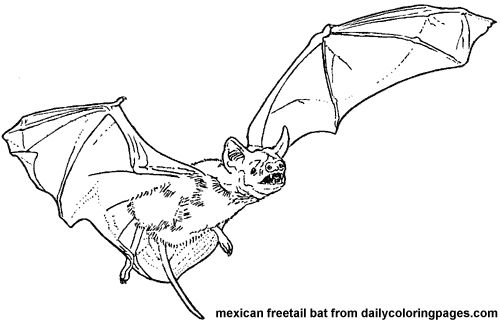 Bat coloring pages coloring pages bat animal