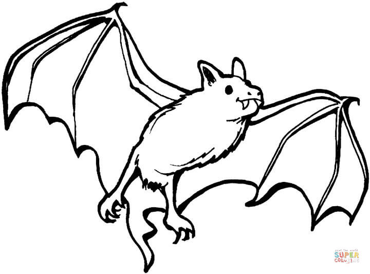 Vampire bat coloring page free printable coloring pages