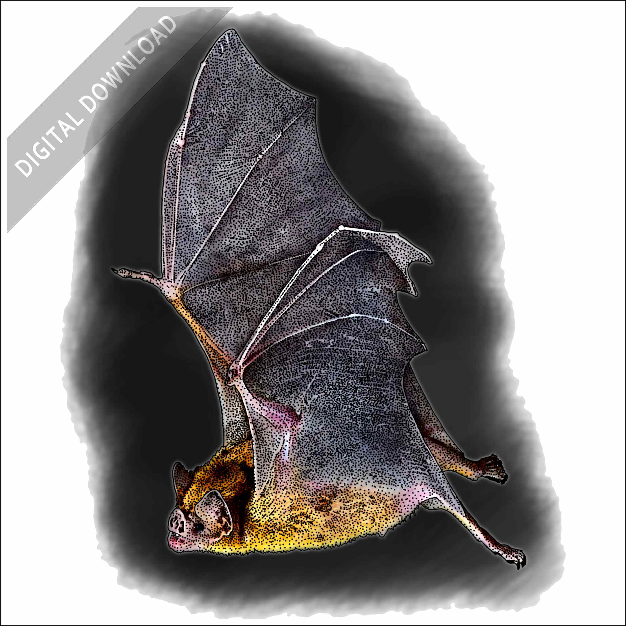 Stock art drawing of a common vampire bat