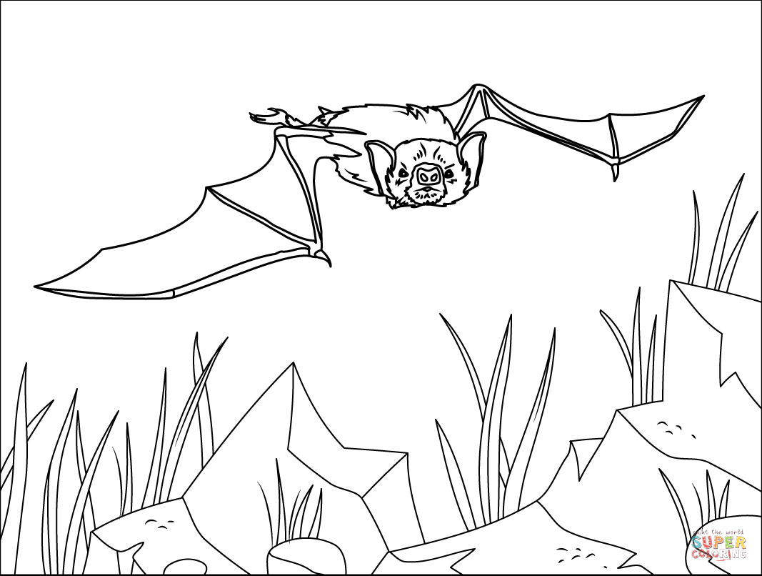 White winged vampire bat coloring page free printable coloring pages