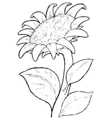 Flowers coloring page