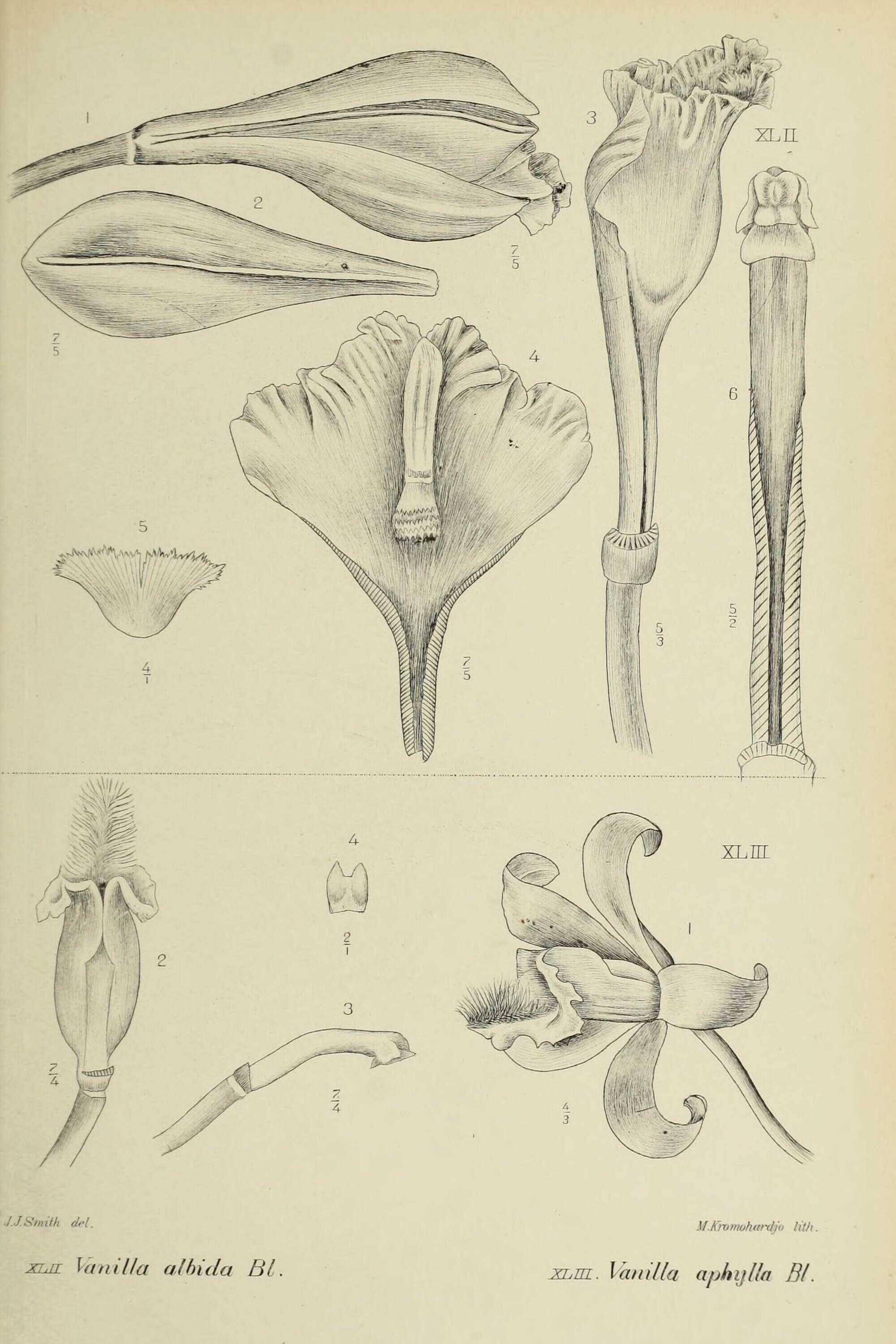 Vanilla aphylla blume media