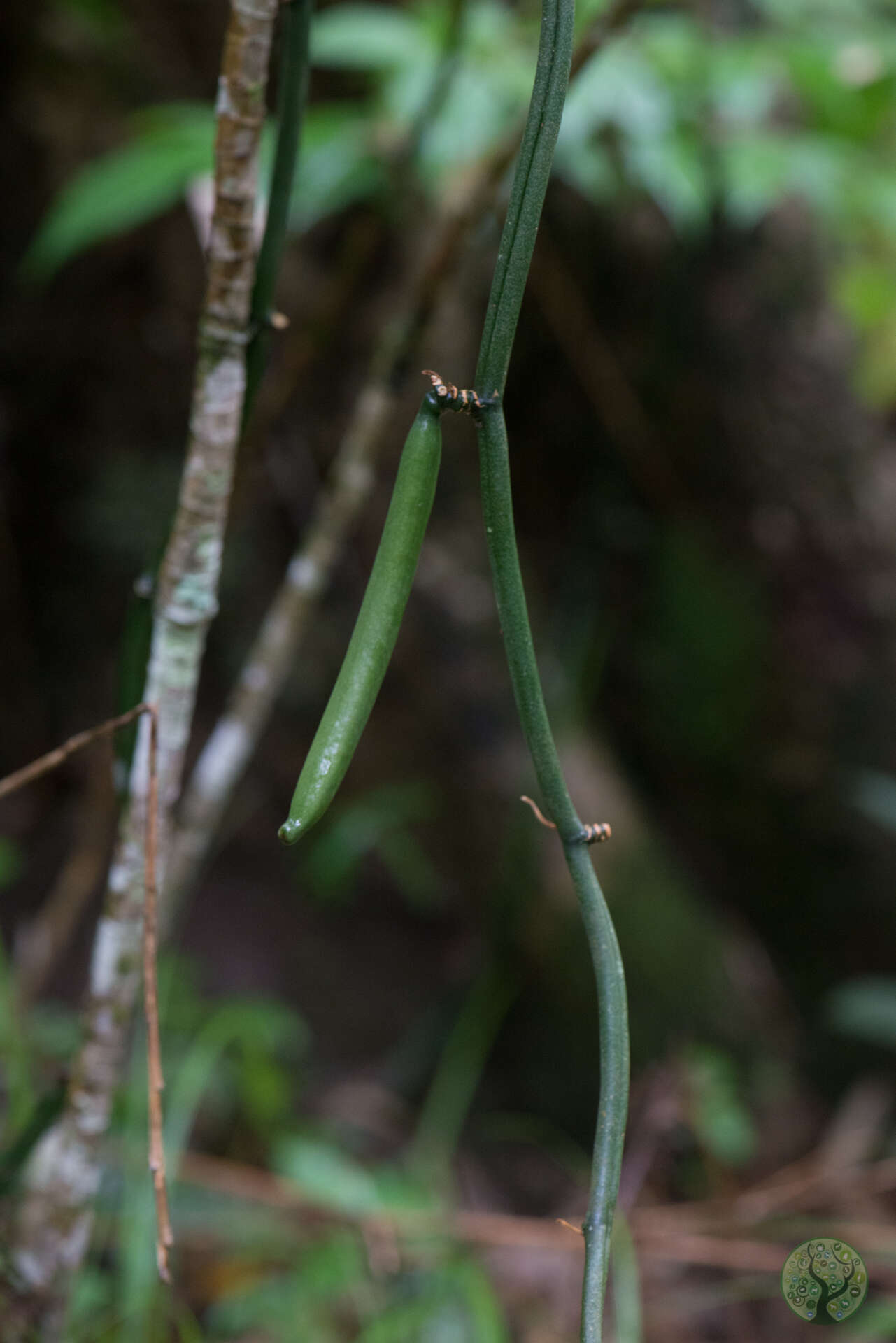 Vanilla aphylla blume media