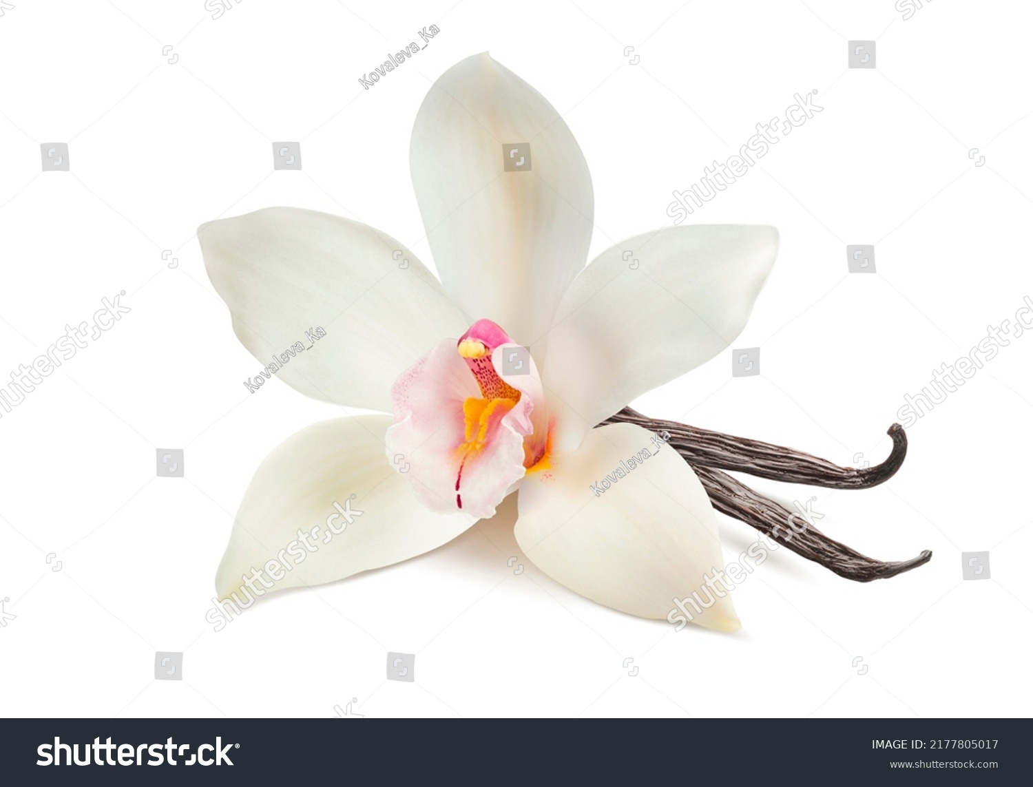 Vanilla flower field images stock photos d objects vectors