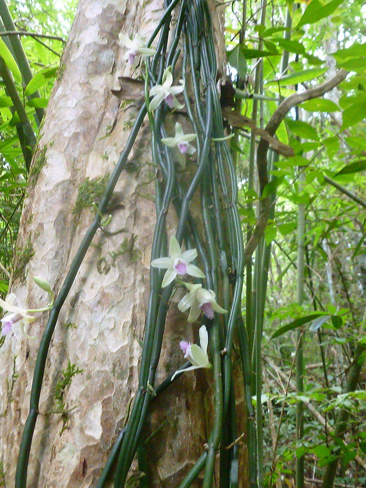 Vanilla aphylla blume media