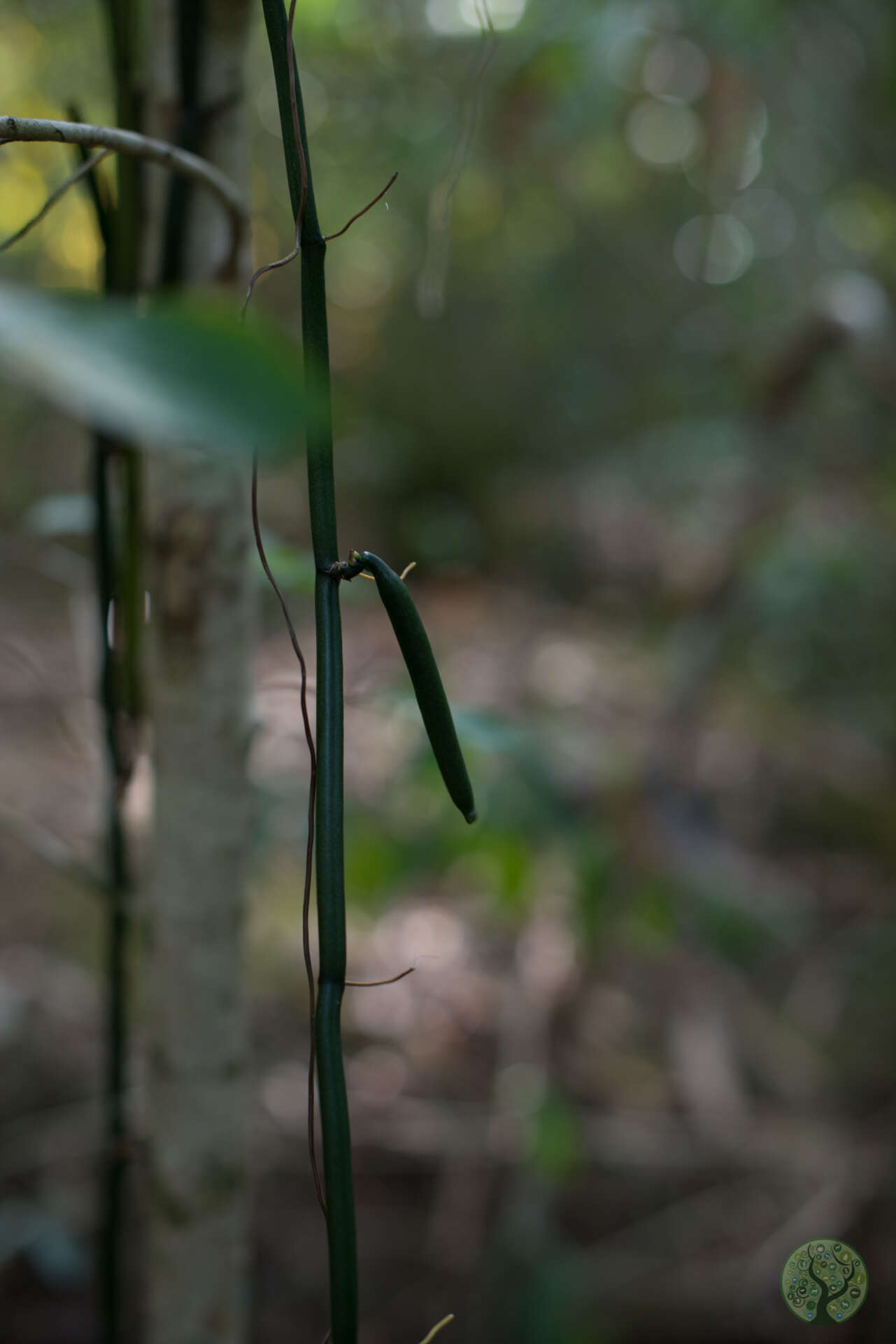 Vanilla aphylla blume media