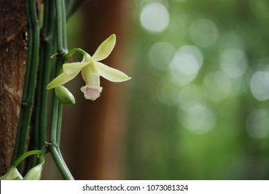 Vanilla flower field images stock photos d objects vectors