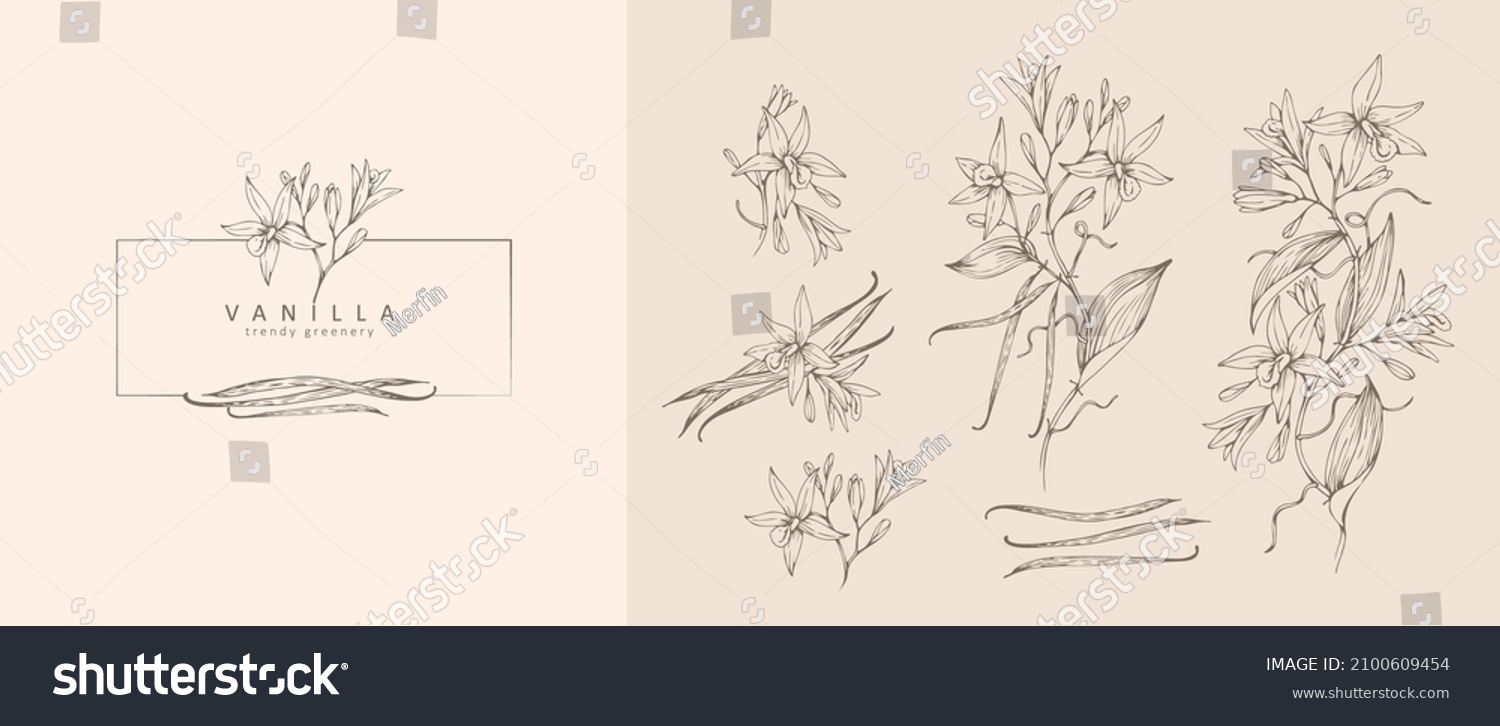 Vanilla plant images stock photos d objects vectors