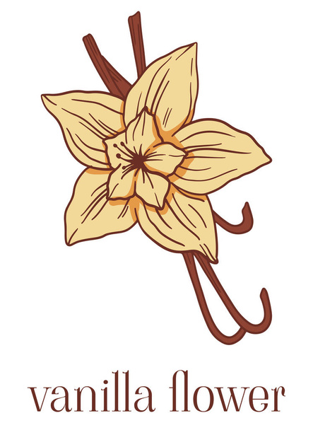 Vanilla flower free stock vectors