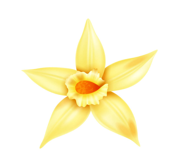 Vanilla flower free stock vectors