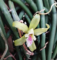 Walks in a botanical garden in march