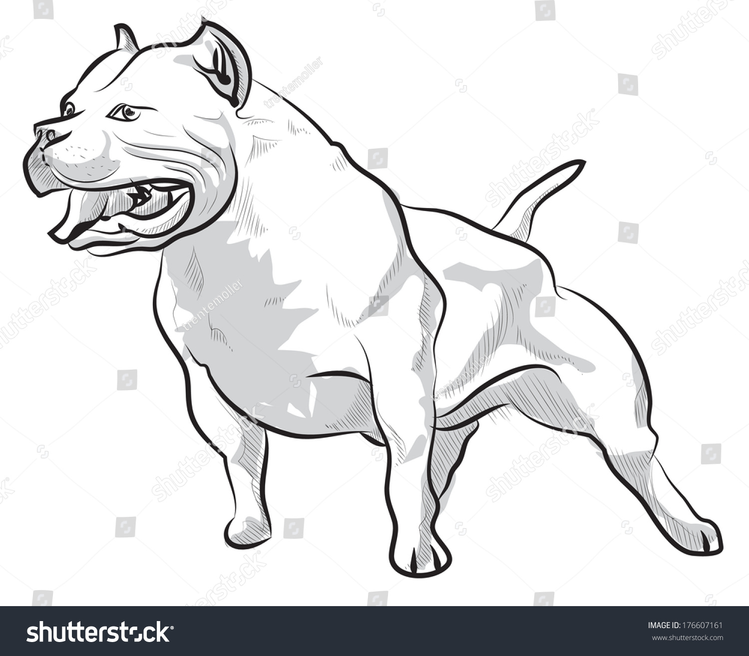 Hakuun vector sketch drawing pitbull barking liittyvã vektorikuva rojaltivapaa