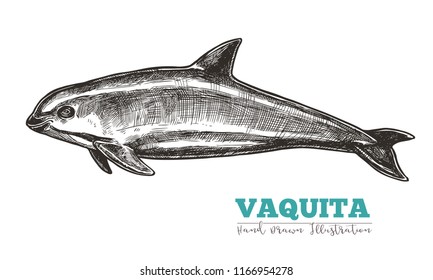 Vaquita images stock photos d objects vectors