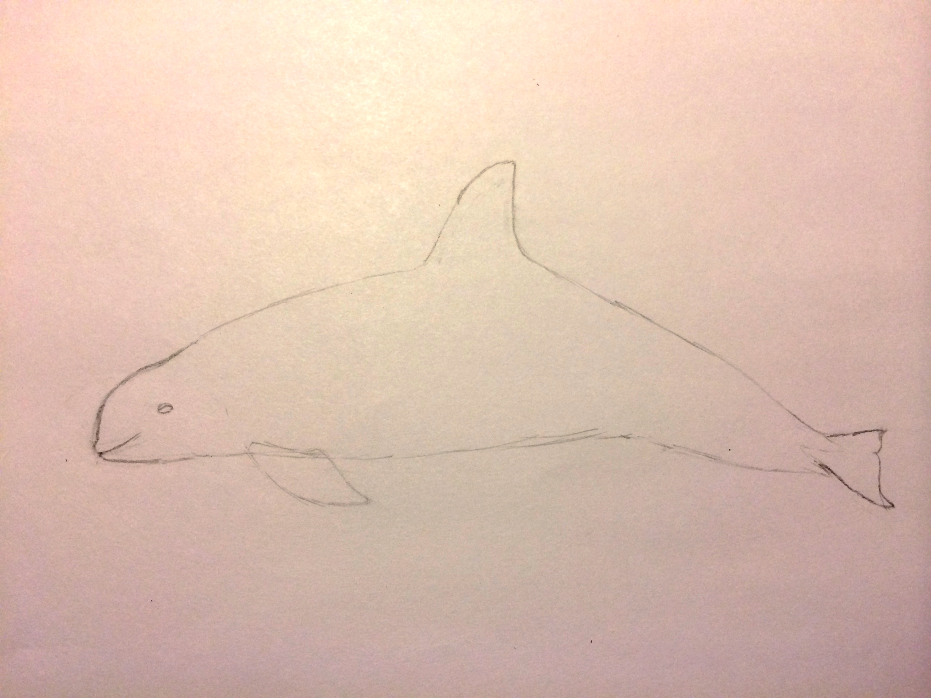 How to draw a vaquita v