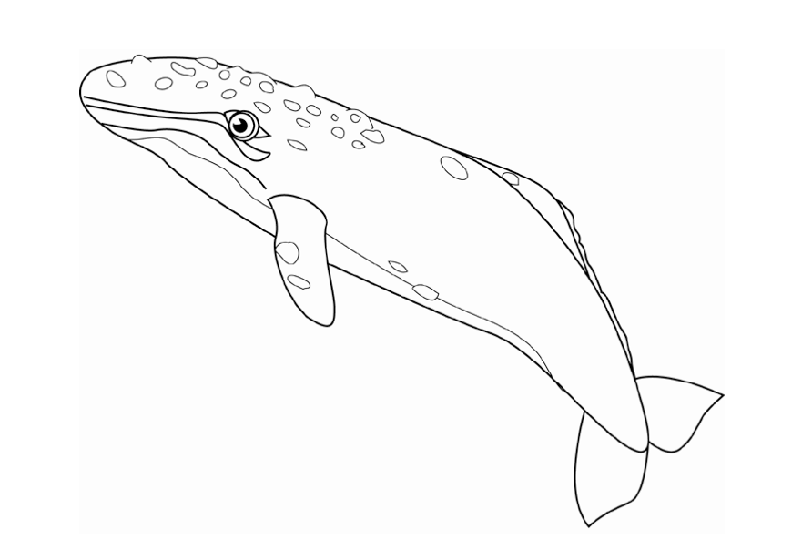 Coloring pages marine life of the sonoran desert