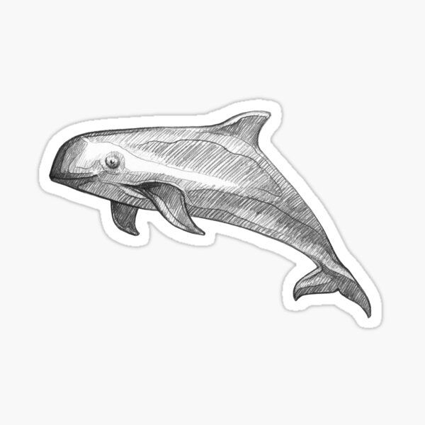 Vaquita whale