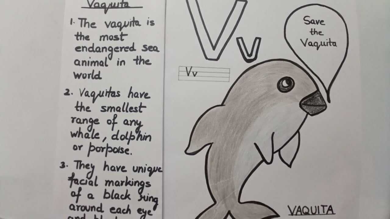 Draw a cute vaquita lines on vaquitaworld wildlife day