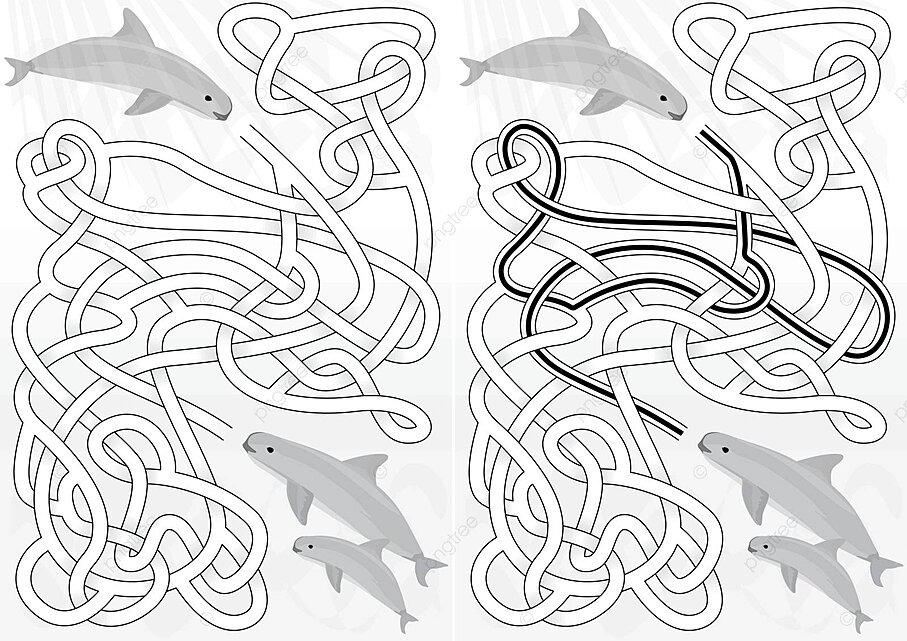 Vaquita maze puzzle porpoise labyrinth vector puzzle porpoise labyrinth png and vector with transparent background for free download