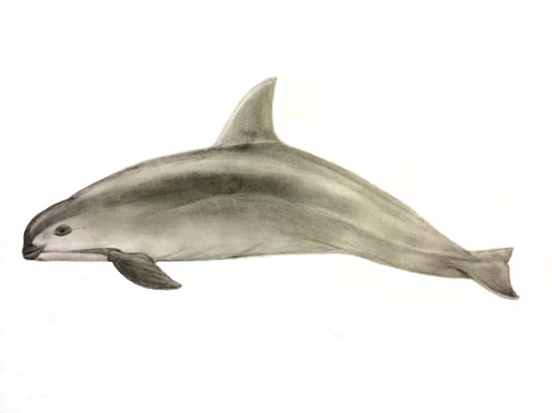 How to draw a vaquita v