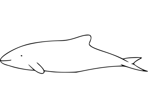 Chilean dolphin coloring page free printable coloring pages