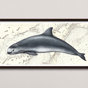 Vaquita art