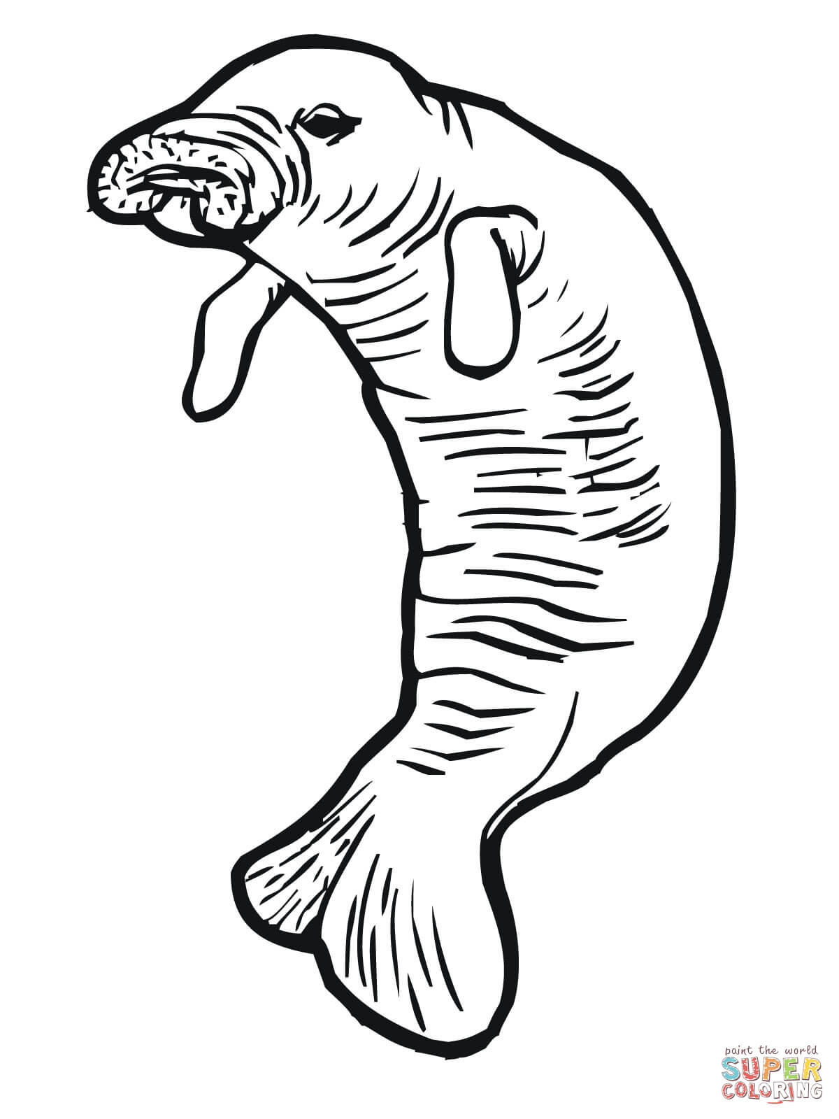 Manatee or sea cow coloring page free printable coloring pages