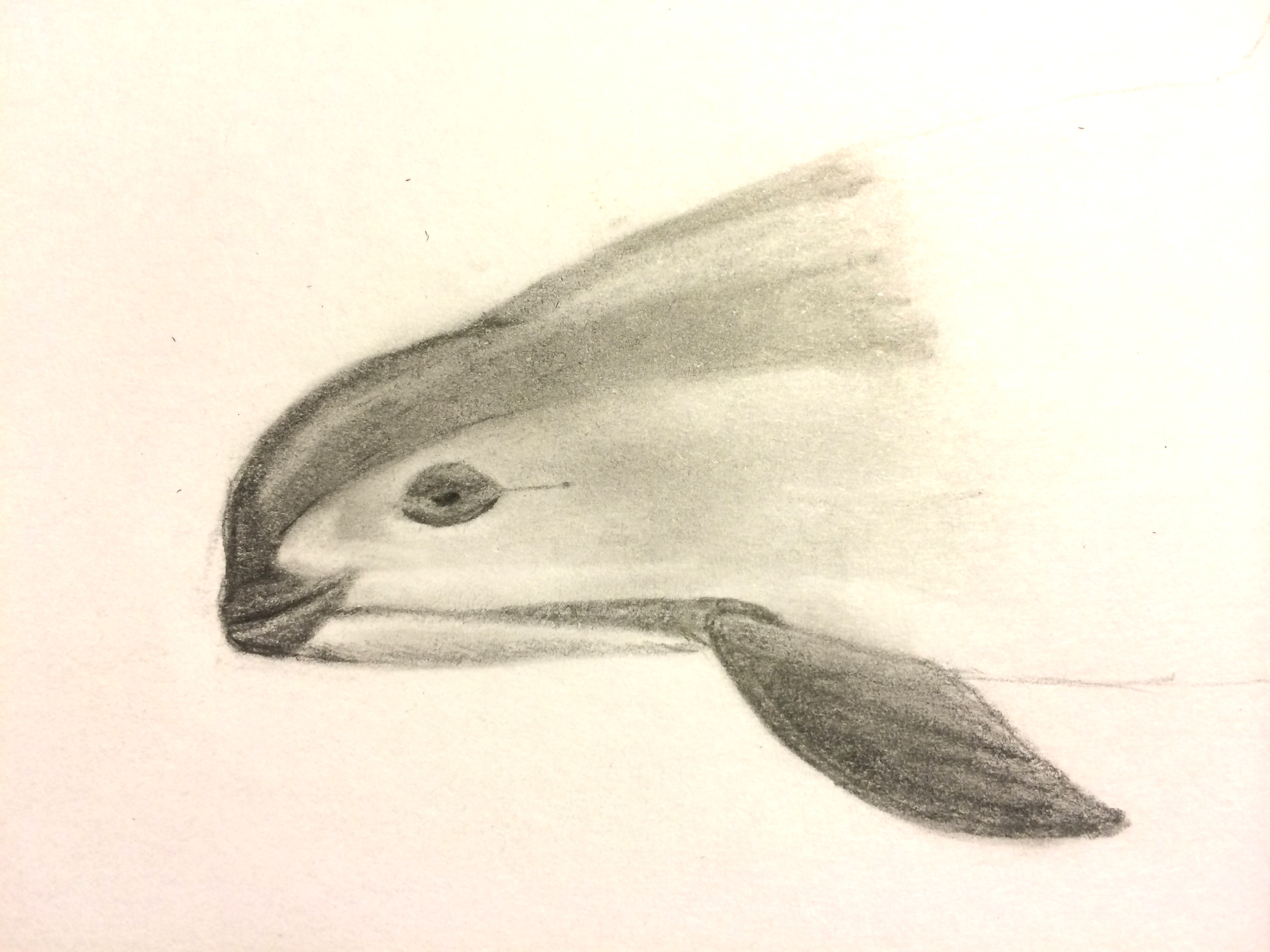 How to draw a vaquita v