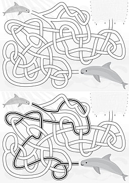 Vaquita maze drawing net marine vector drawing net marine png and vector with transparent background for free download