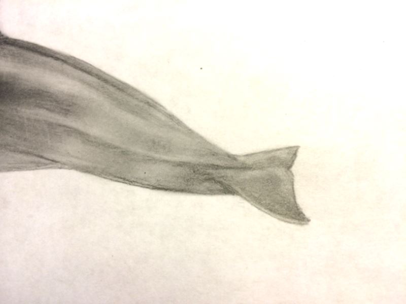 How to draw a vaquita v