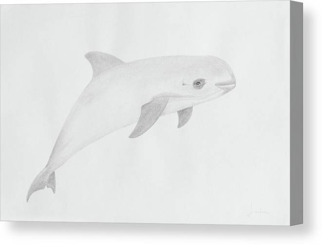 Vaquita canvas print canvas art by andrea angulo