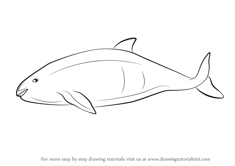 How to draw a vaquita marine mammals step by step