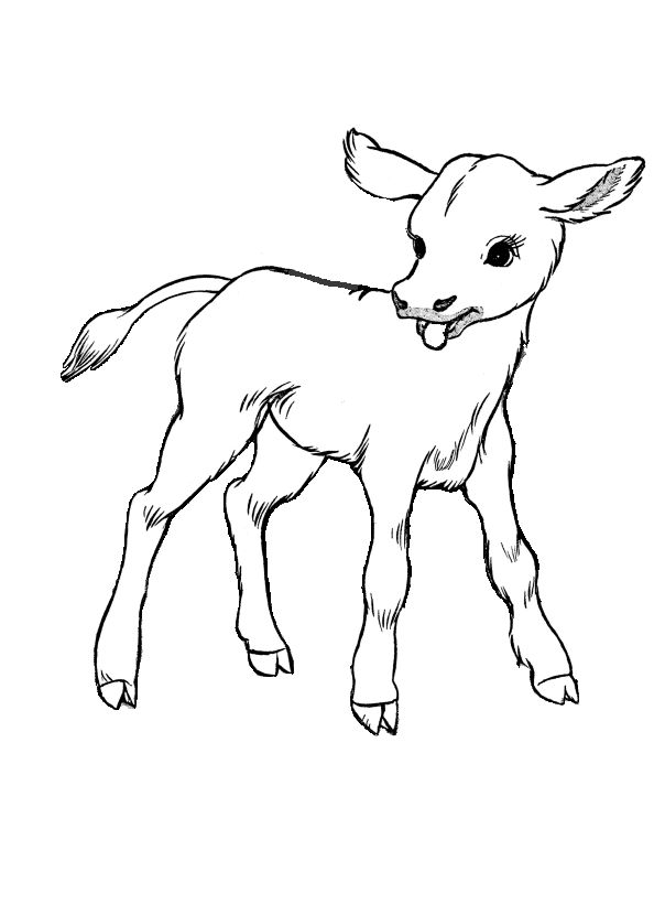 Cow colorg page cute baby calf farm animal colorg pages animal colorg pages cow colorg pages