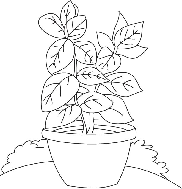 Basil vase coloring page download free basil vase coloring page for kids best coloring pages