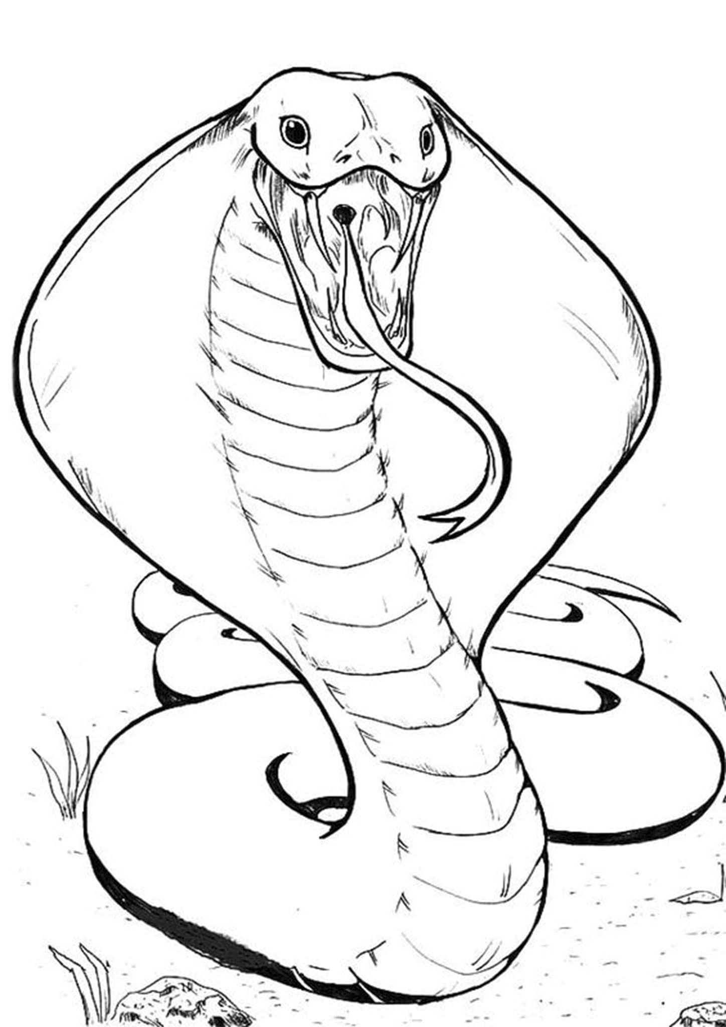 Free easy to print snake coloring pages snake coloring pages dragon coloring page snake drawing
