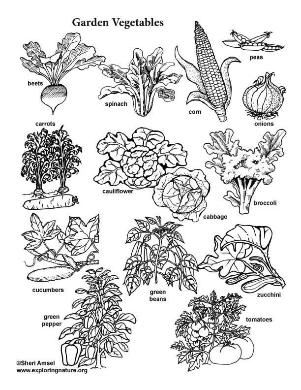 Garden vegetable visual guide and coloring page