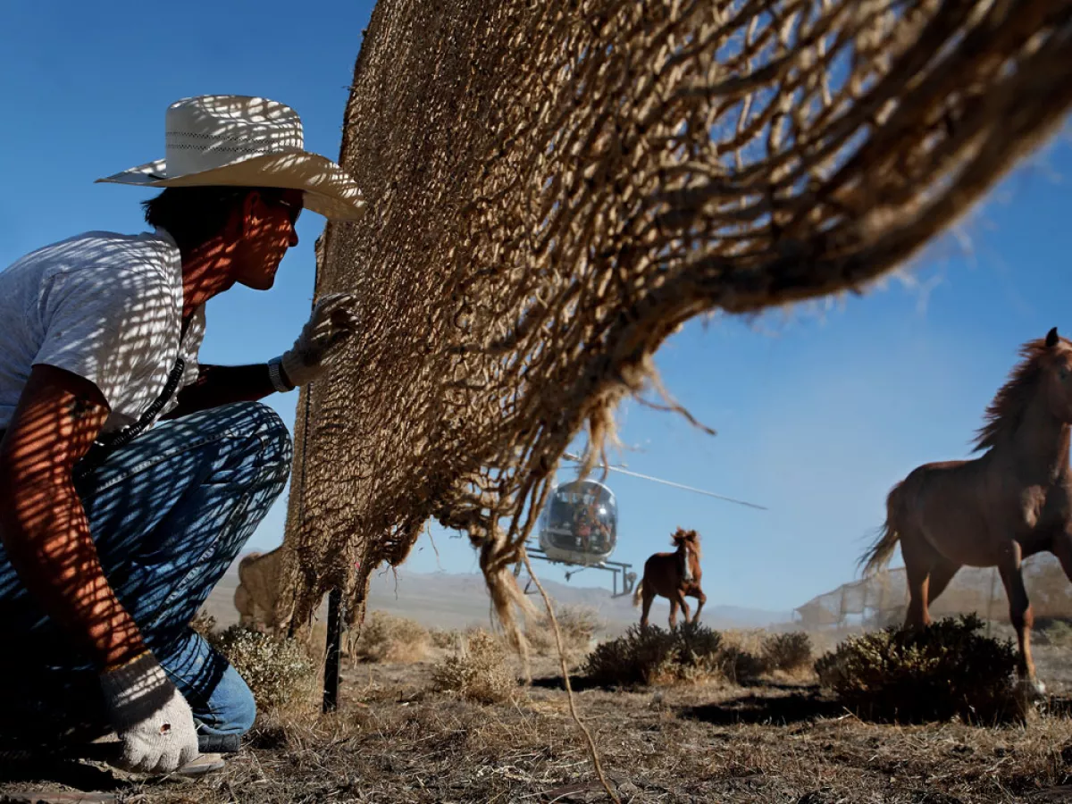 Whats to be done about the wild horse herds of the american west sierra club