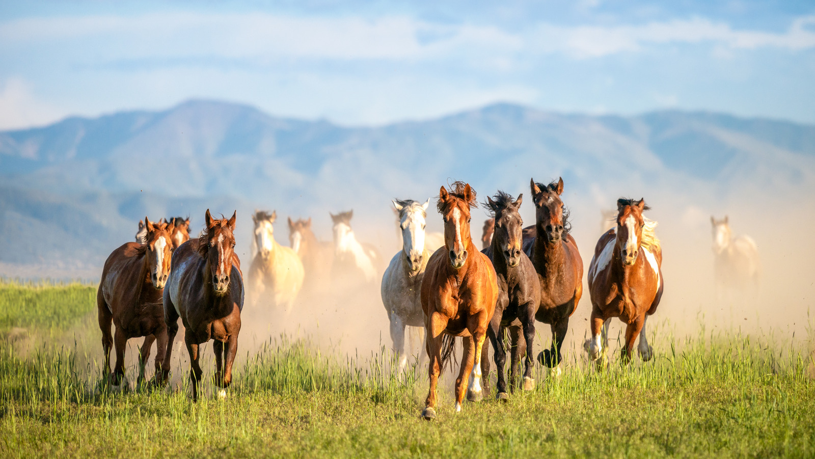 The top us travel destinations to spot wild horses according to online travelers