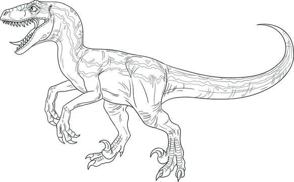 Velociraptor outline images â browse photos vectors and video