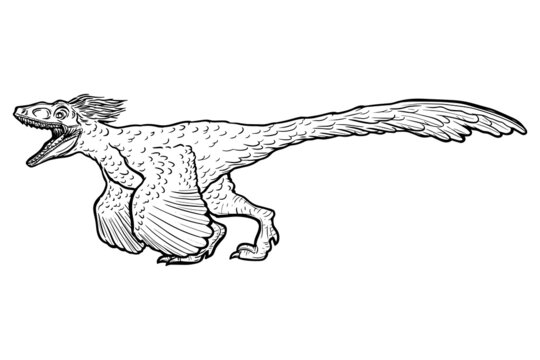 Velociraptor outline images â browse photos vectors and video