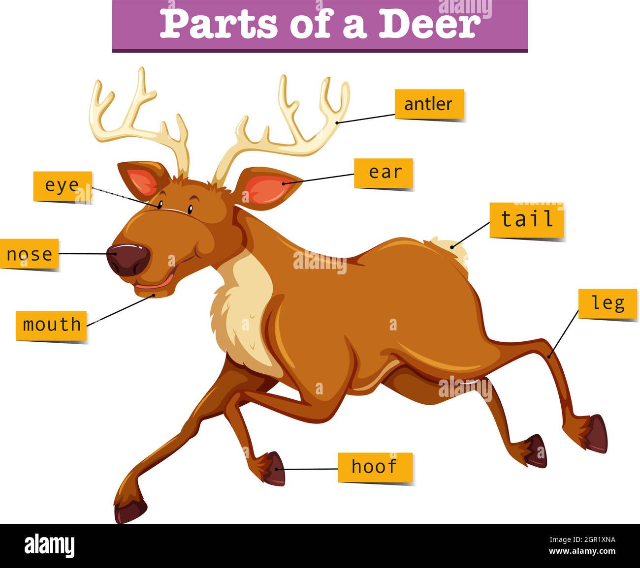 Deer parts stock vector images