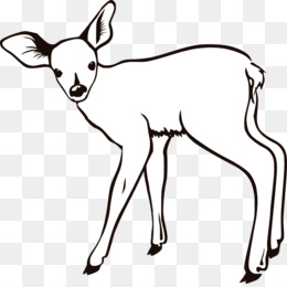 Deer coloring png