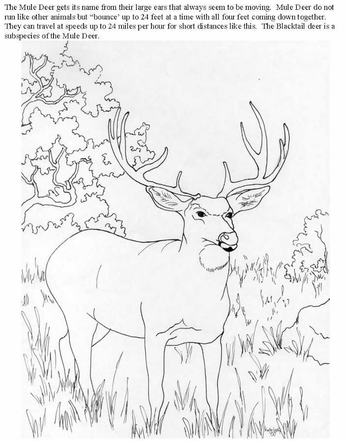 Venado hembra para dibujar