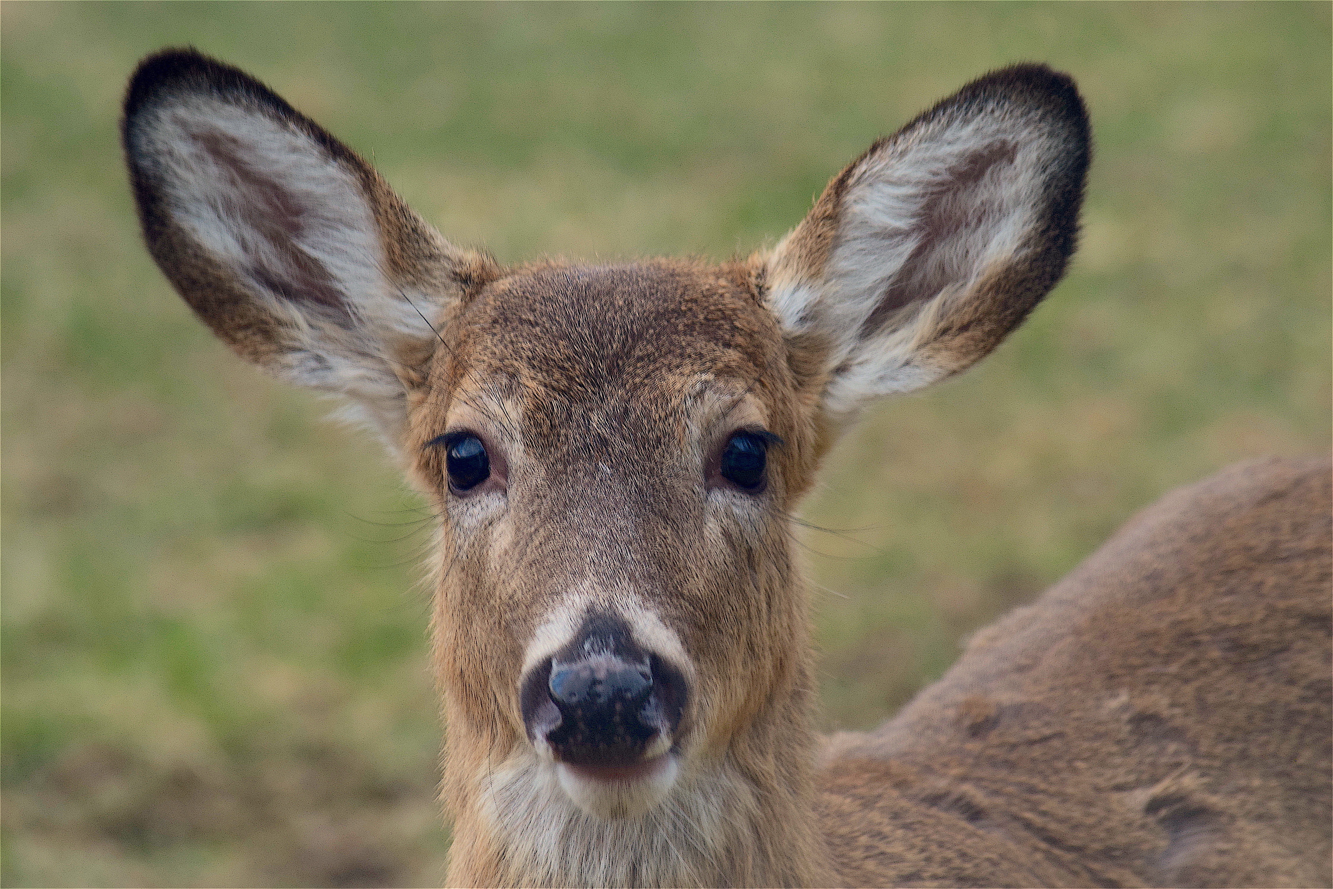 Free images nature wilderness animal cute wildlife wild portrait natural park mammal fauna face ears vertebrate white tail white tailed deer musk deer x