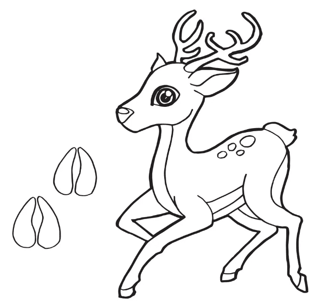 Deer coloring pages