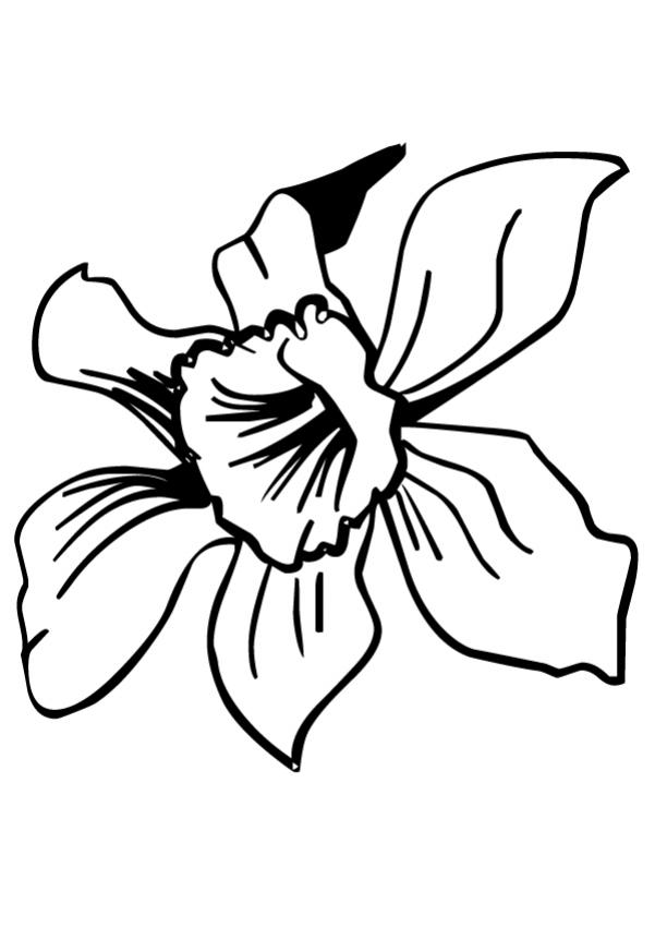 Daffodil coloring pages